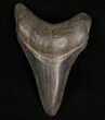 Megalodon Tooth - South Carolina #7489-1
